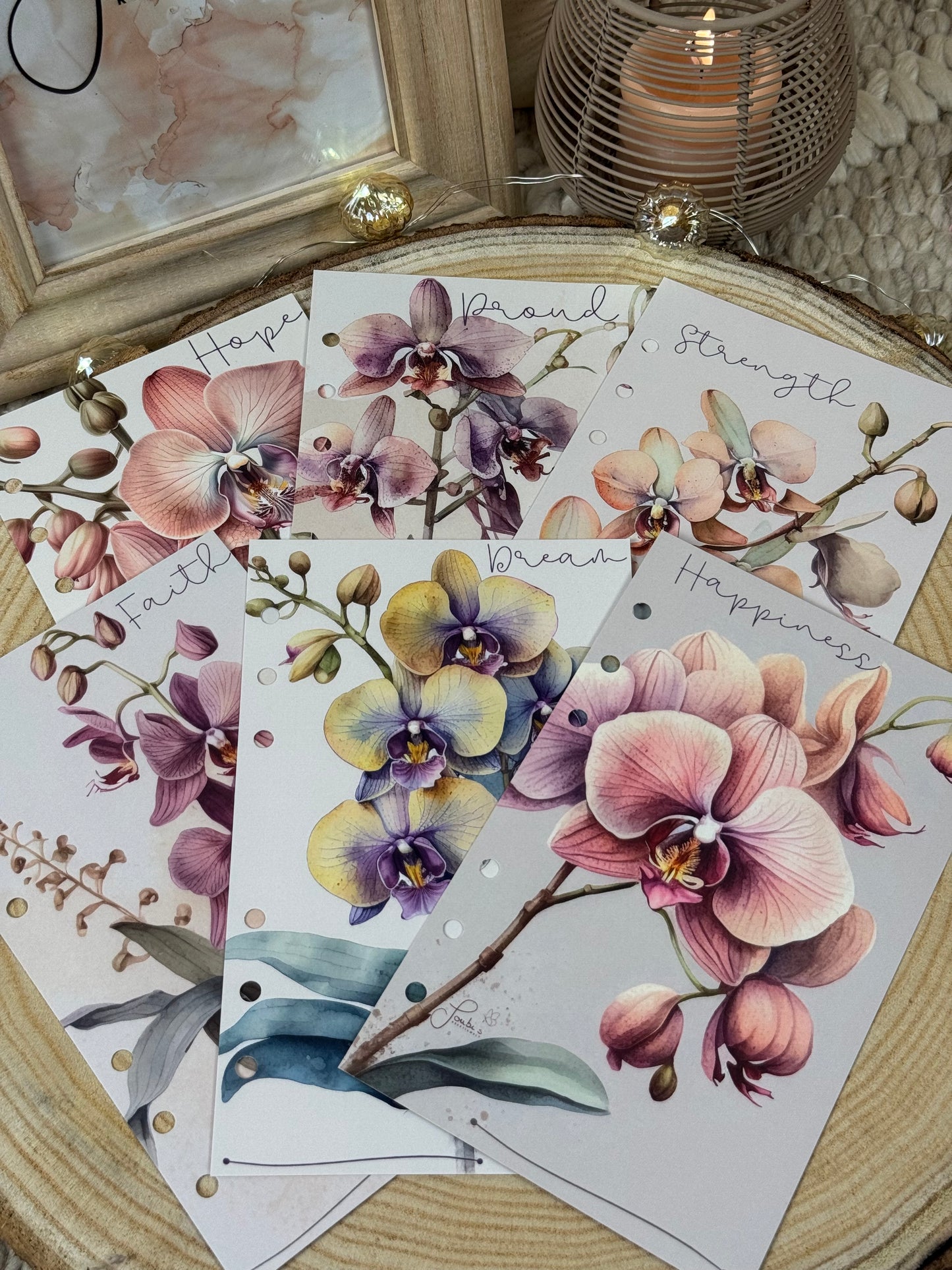 Orchidee